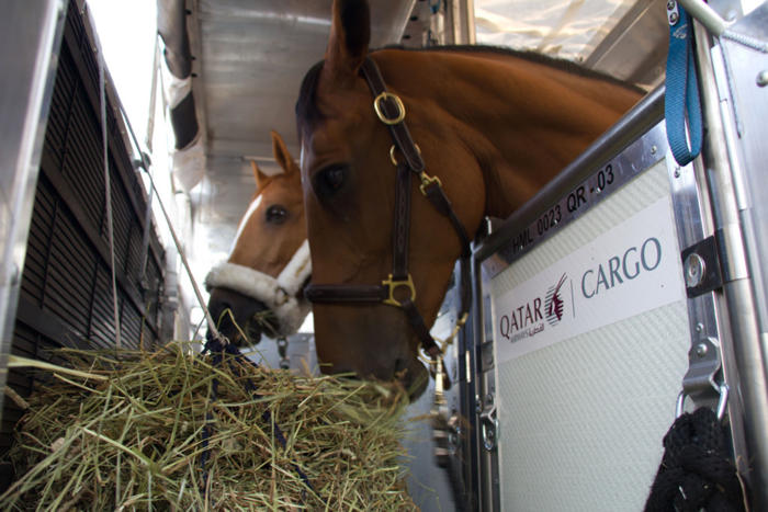 Grooming - Horse Transport BV