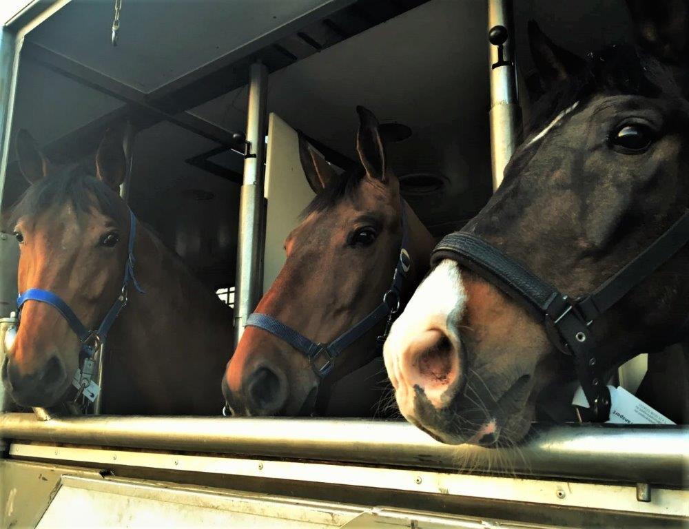 Metafoor ziekte bijstand Paardenwelzijn - World Horse Transport BV