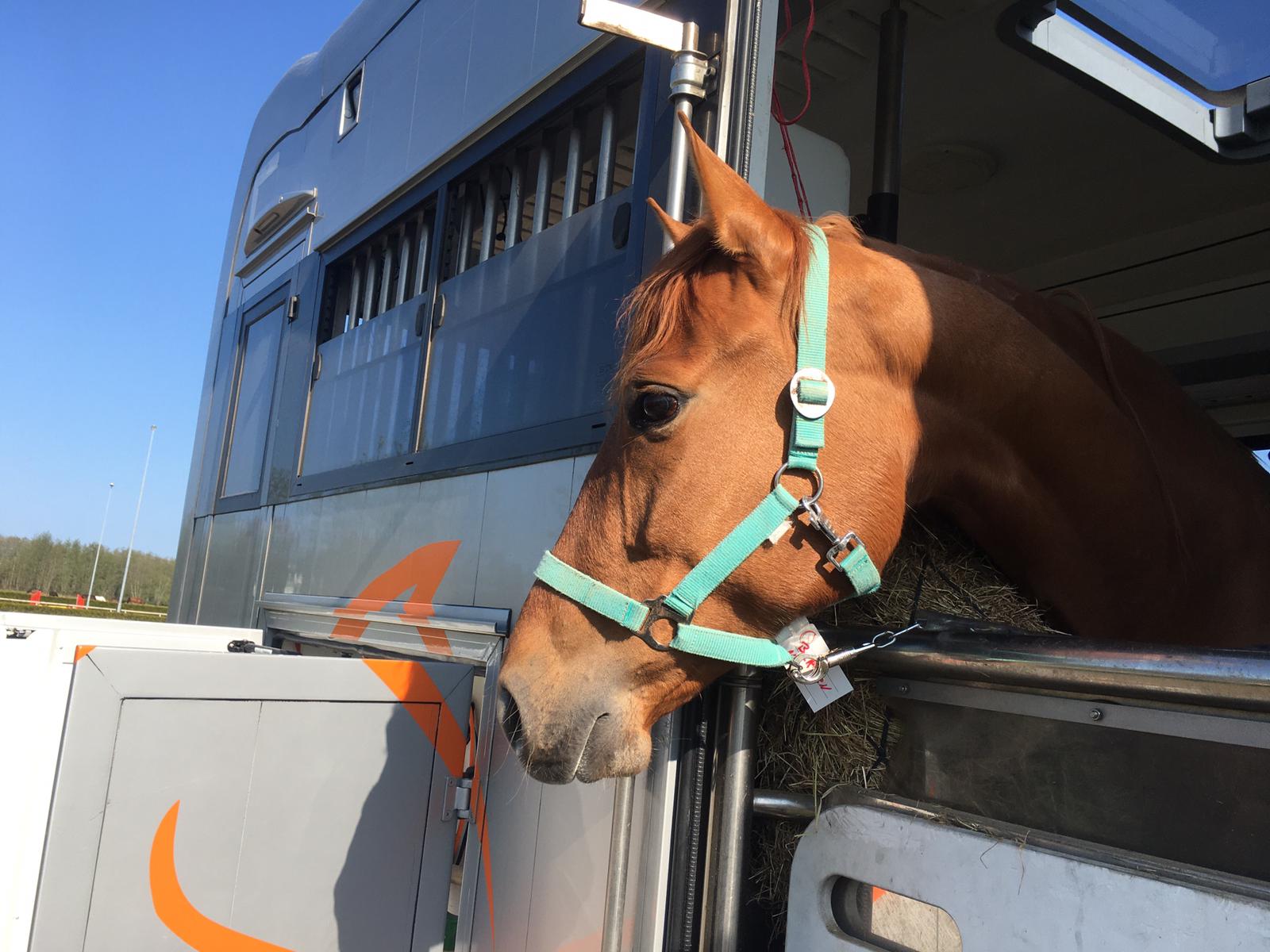 Private horse transport World Horse Transport BV